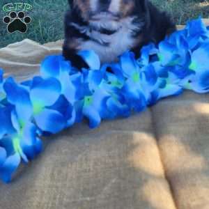 Tori, Bernese Mountain Dog Puppy