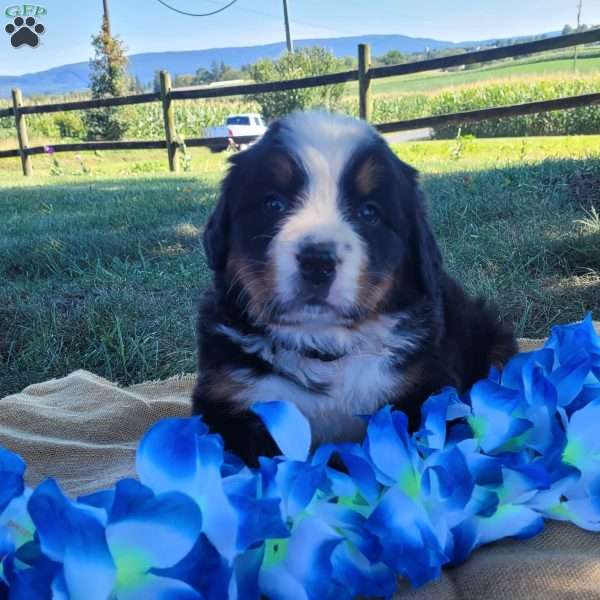 Tori, Bernese Mountain Dog Puppy