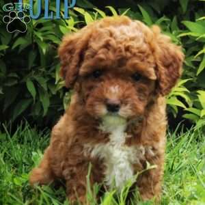 Tulip, Cavapoo Puppy