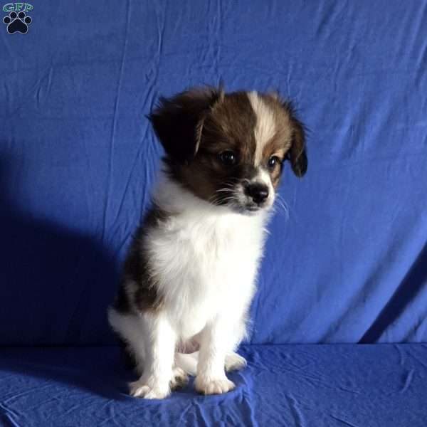 Dirk, Papillon Puppy