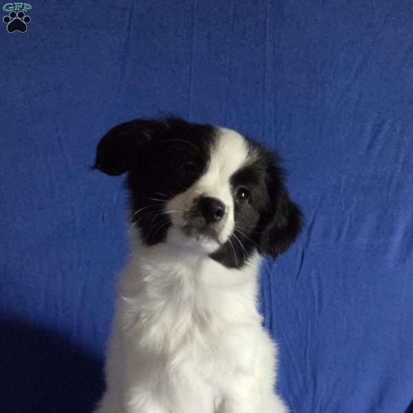 Elliott, Papillon Puppy