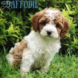 Daffodil, Cavapoo Puppy