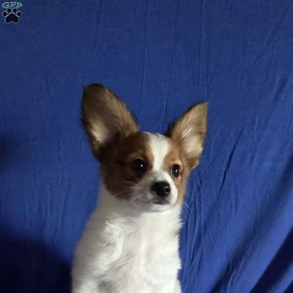 Emerson, Papillon Puppy