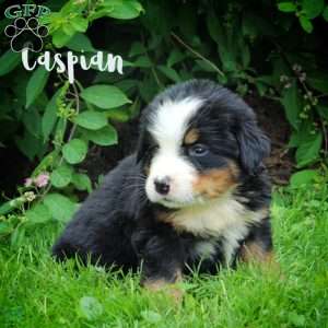 Caspian, Bernese Mountain Dog Puppy