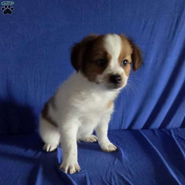 Evan, Papillon Puppy