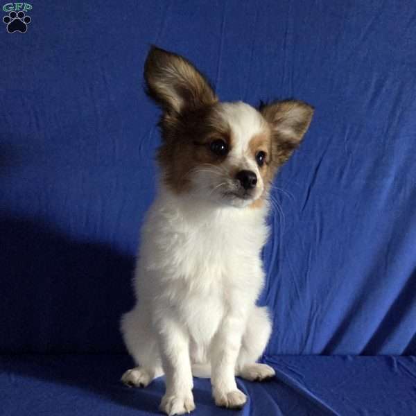 Eddie, Papillon Puppy