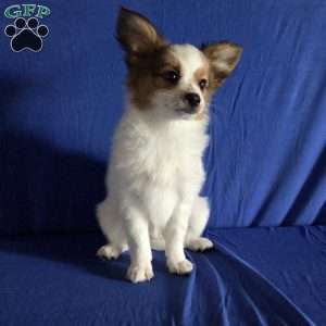 Eddie, Papillon Puppy