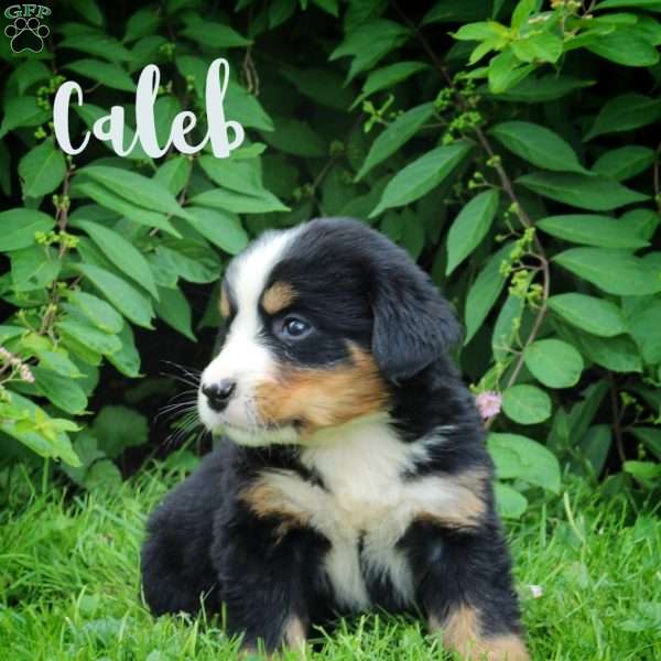 Caleb, Bernese Mountain Dog Puppy