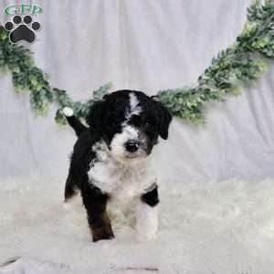 Landon, Mini Bernedoodle Puppy