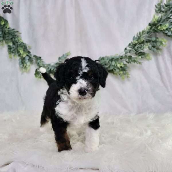 Landon, Mini Bernedoodle Puppy