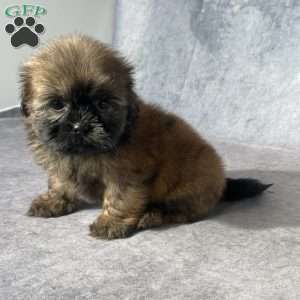 Kai, Shih Tzu Puppy