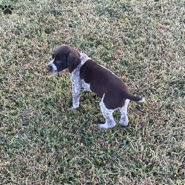 Bailey, German Shorthaired Pointer Puppy