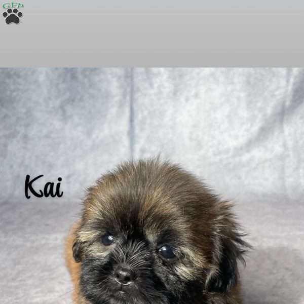 Kai, Shih Tzu Puppy