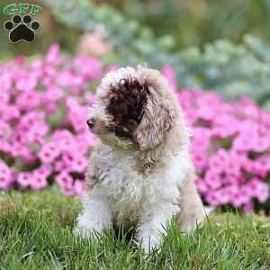 Lex, Cavapoo Puppy