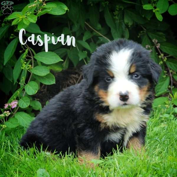 Caspian, Bernese Mountain Dog Puppy
