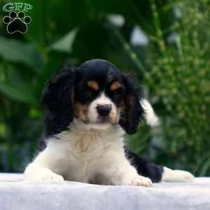 Anderson, Cavachon Puppy