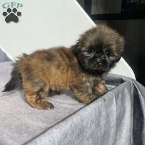 Kai, Shih Tzu Puppy