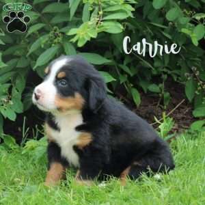 Carrie, Bernese Mountain Dog Puppy