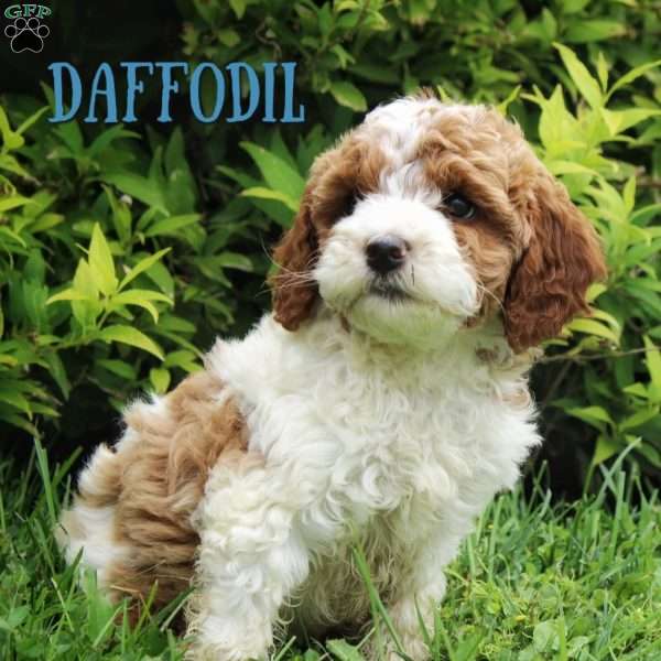 Daffodil, Cavapoo Puppy