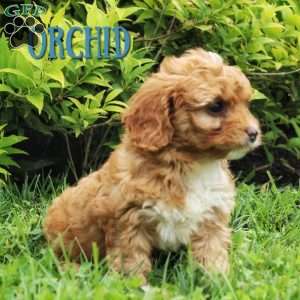 Orchid, Cavapoo Puppy