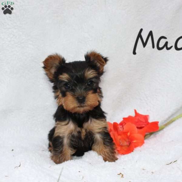 Macy, Yorkie Puppy