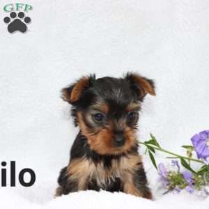 Milo, Yorkie Puppy