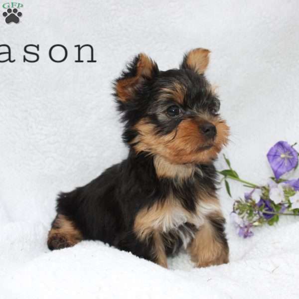 Mason, Yorkie Puppy