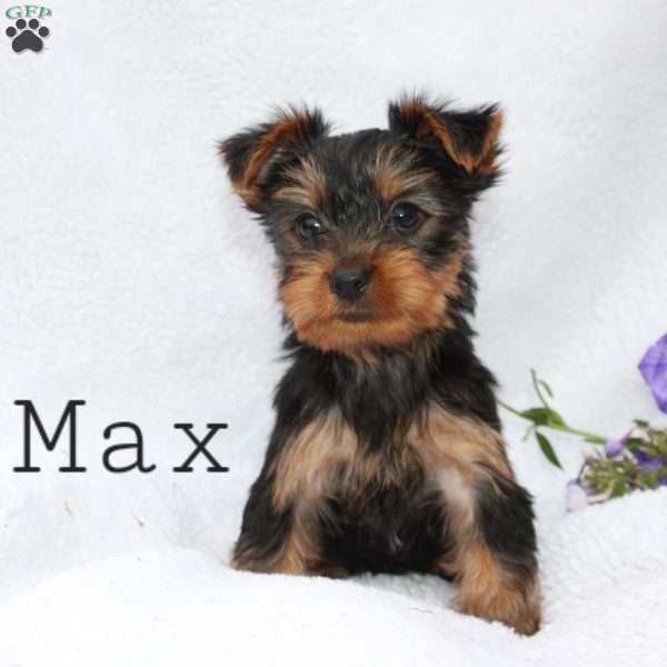 Max, Yorkie Puppy
