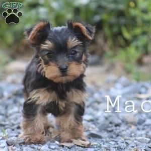 Macy, Yorkie Puppy