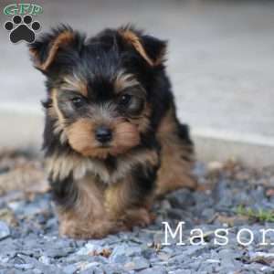 Mason, Yorkie Puppy