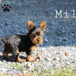 Milo, Yorkie Puppy