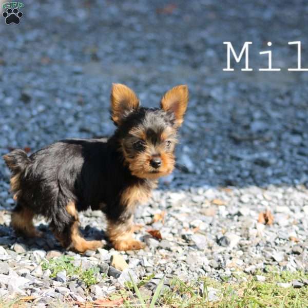 Milo, Yorkie Puppy
