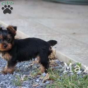 Max, Yorkie Puppy