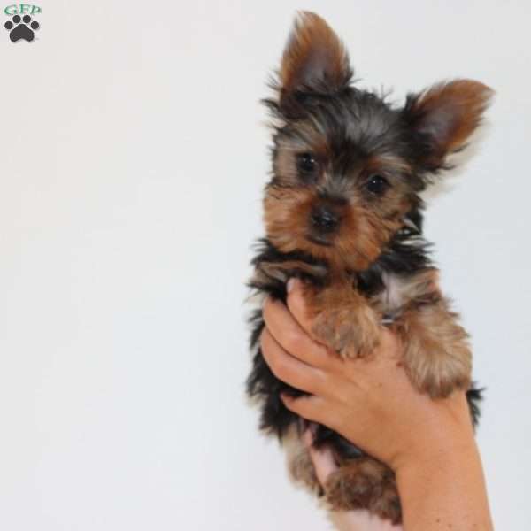 Milo, Yorkie Puppy