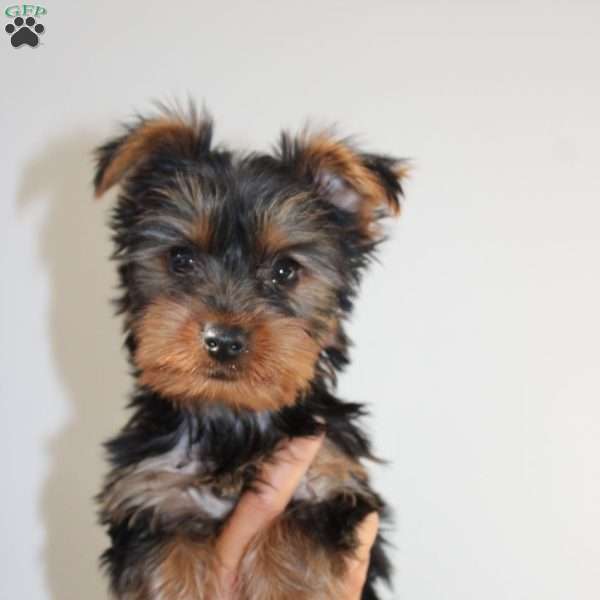 Max, Yorkie Puppy