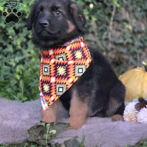 Valiant, German Shepherd Puppy