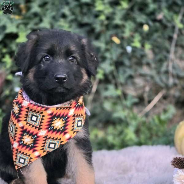 Valiant, German Shepherd Puppy