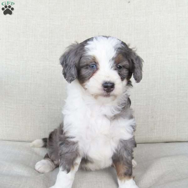 Gigi, Mini Bernedoodle Puppy
