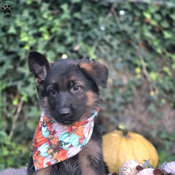 Valentine, German Shepherd Puppy