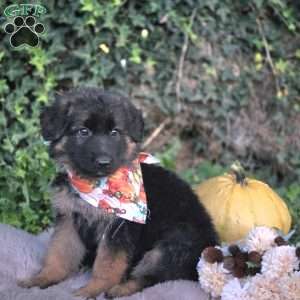 Victoria, German Shepherd Puppy