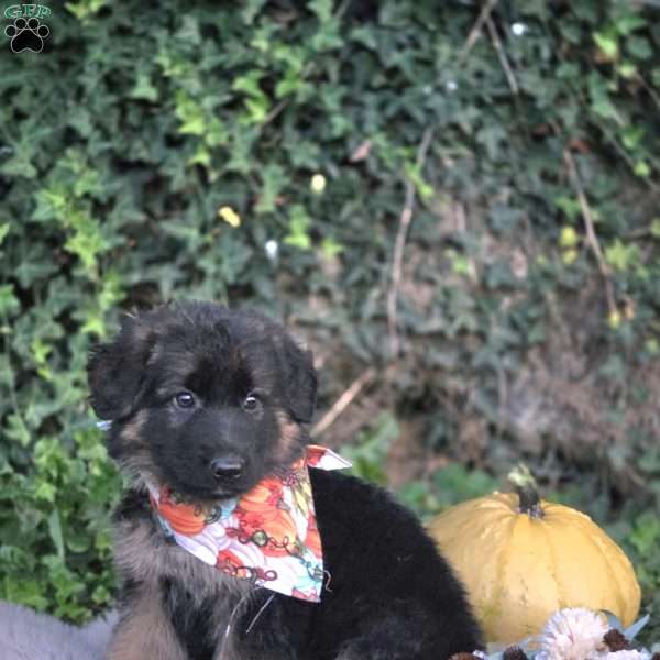 Victoria, German Shepherd Puppy
