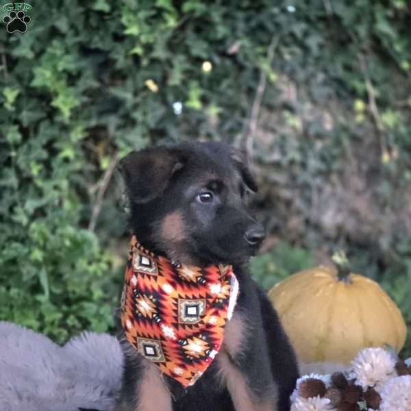 Victor, German Shepherd Puppy