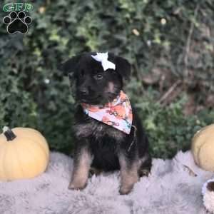 Vixie, German Shepherd Puppy