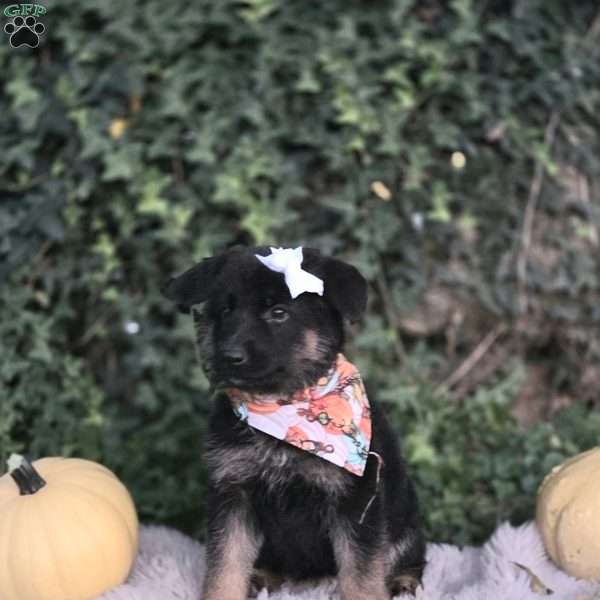 Vixie, German Shepherd Puppy