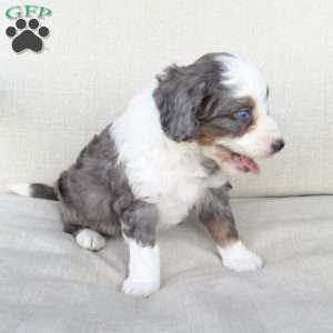 Gigi, Mini Bernedoodle Puppy