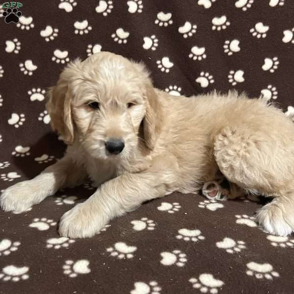 SUNDAE, Goldendoodle Puppy