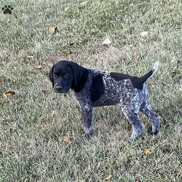 Brenna, German Shorthaired Pointer Puppy