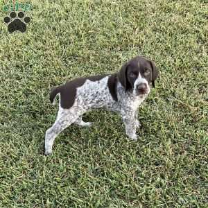 Bailey, German Shorthaired Pointer Puppy
