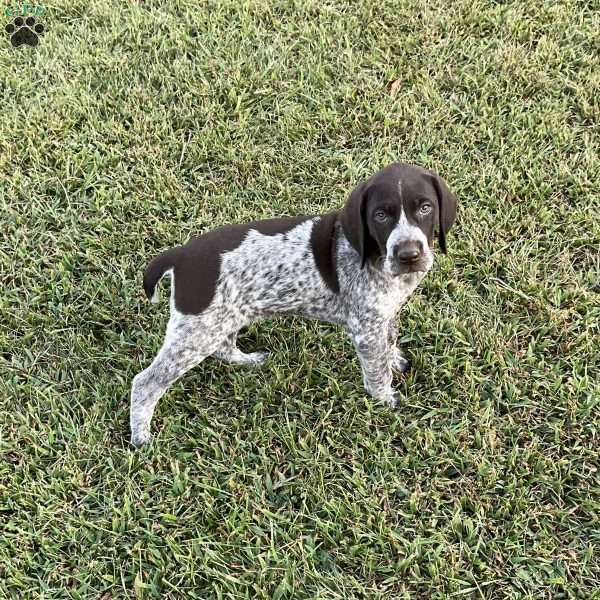 Bailey, German Shorthaired Pointer Puppy