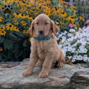Faith, Golden Retriever Puppy